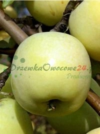 Arbustos frutales y árboles en surtido completo para jardineros