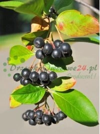 Plantones con sistema radicular desarrollado para crecimiento rápido