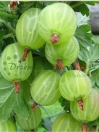 Producción completa desde portainjerto hasta material listo para venta