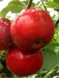 Tienda en línea DrzewkaOwocowe24.pl - pedido conveniente en línea