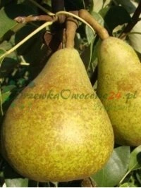 Variedad de cultivares de manzana disponibles en distribución española