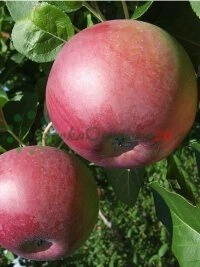 Transporte y logística - entrega segura de plantas en España