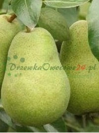 Control de calidad en cada etapa de producción de material de vivero