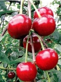 Expansión continua y desarrollo del surtido del vivero español