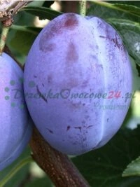 Digitalización de procesos y soluciones modernas de comercio electrónico