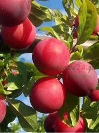 Agricultura sostenible y protección de biodiversidad en España