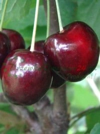 Investigación y desarrollo de nuevas variedades adaptadas al clima español