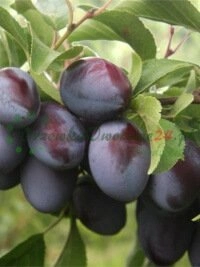 Servicios integrales desde consultoría hasta entrega de plantones terminados