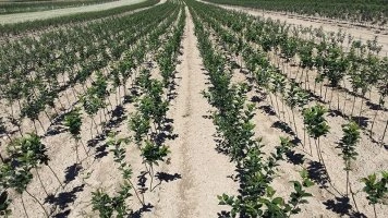 Cultivo profesional de plantones jóvenes de manzano en plantación de vivero