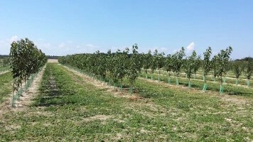 Producción de árboles frutales en suelos fértiles de la región de Lublin