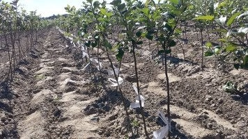 Huerto madre certificado para obtener injertos de alta calidad