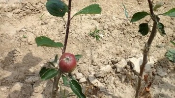 Portainjertos vegetativos - base para árboles frutales de calidad