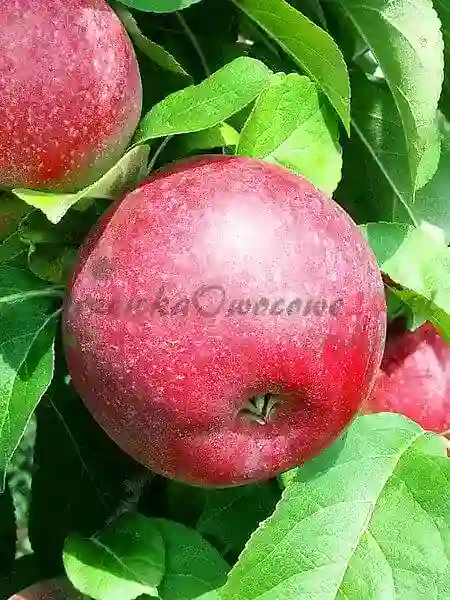 Manzanos