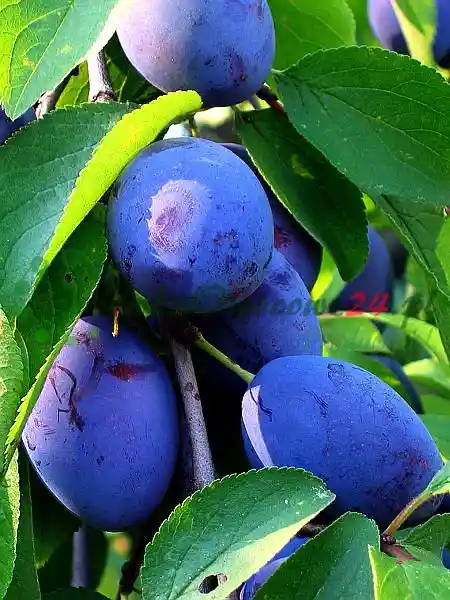 Ciruelos