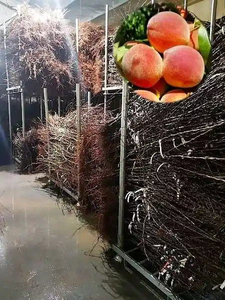 Kits